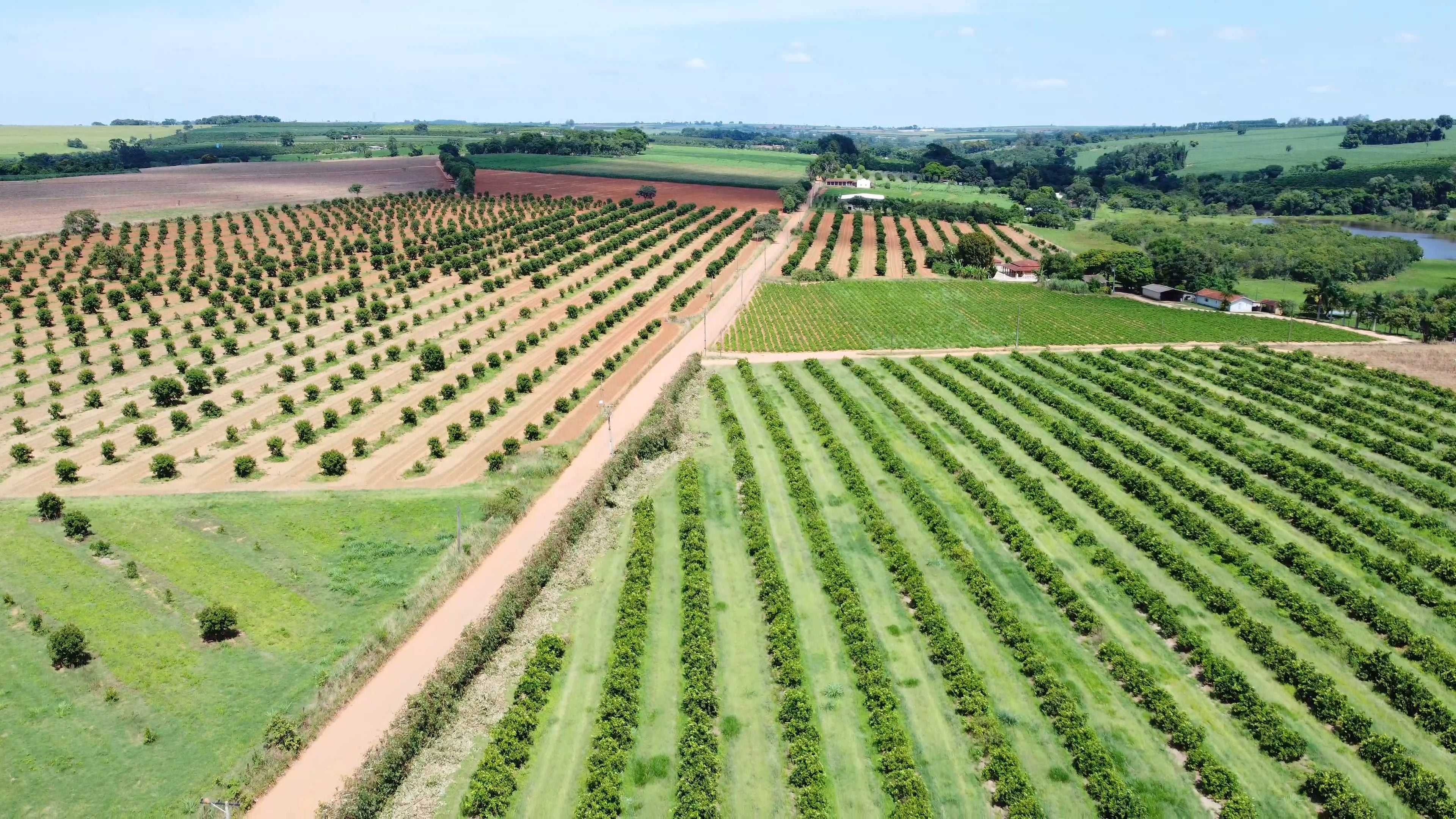 Aerial view of orchards in straight rows, a mature one over grass and a young one on red soil, divided by a dirt road, with farmhouses and a pond in the distance.