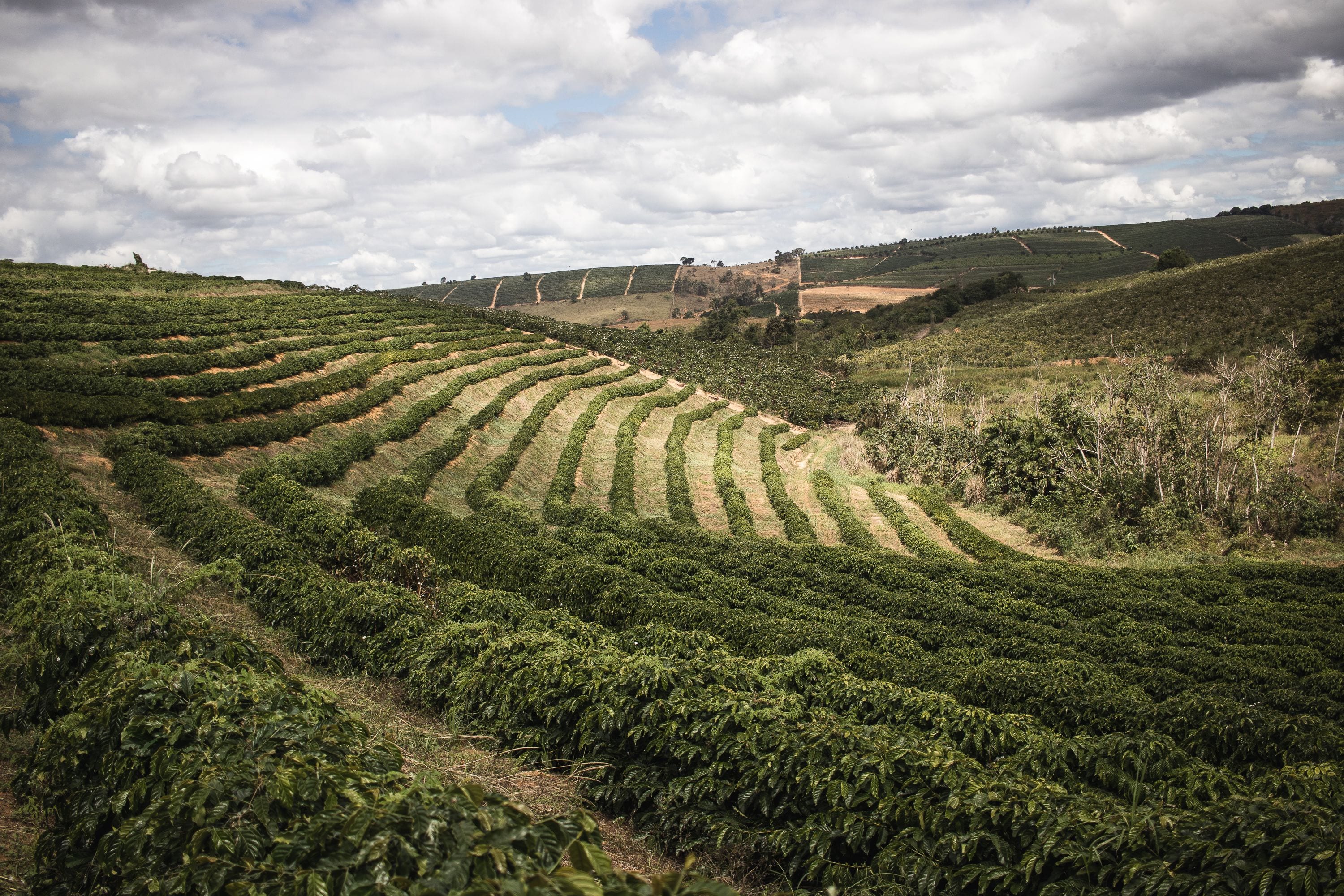 Rows of coffee curving with the contours of the hills, strips of grass between them, another planted slope behind and a cloudy sky.