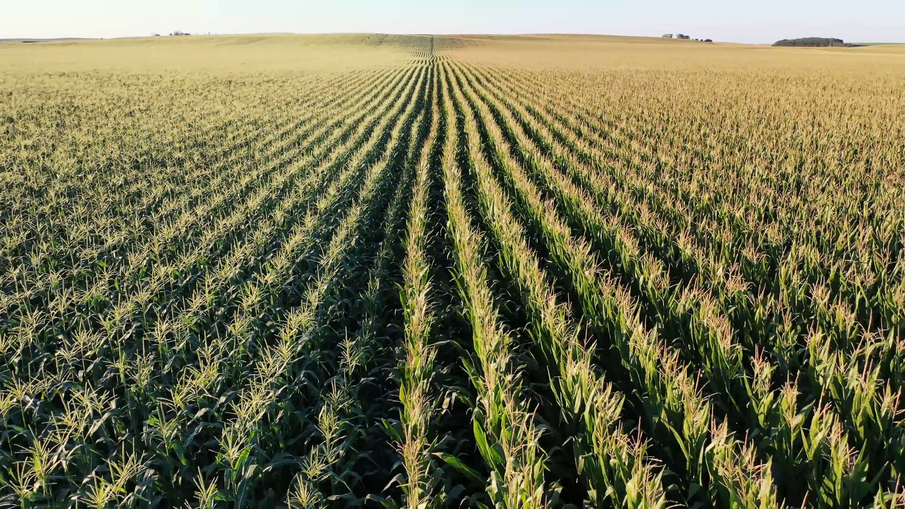Low aerial view of corn rows running to the horizon, under a clear sky.
