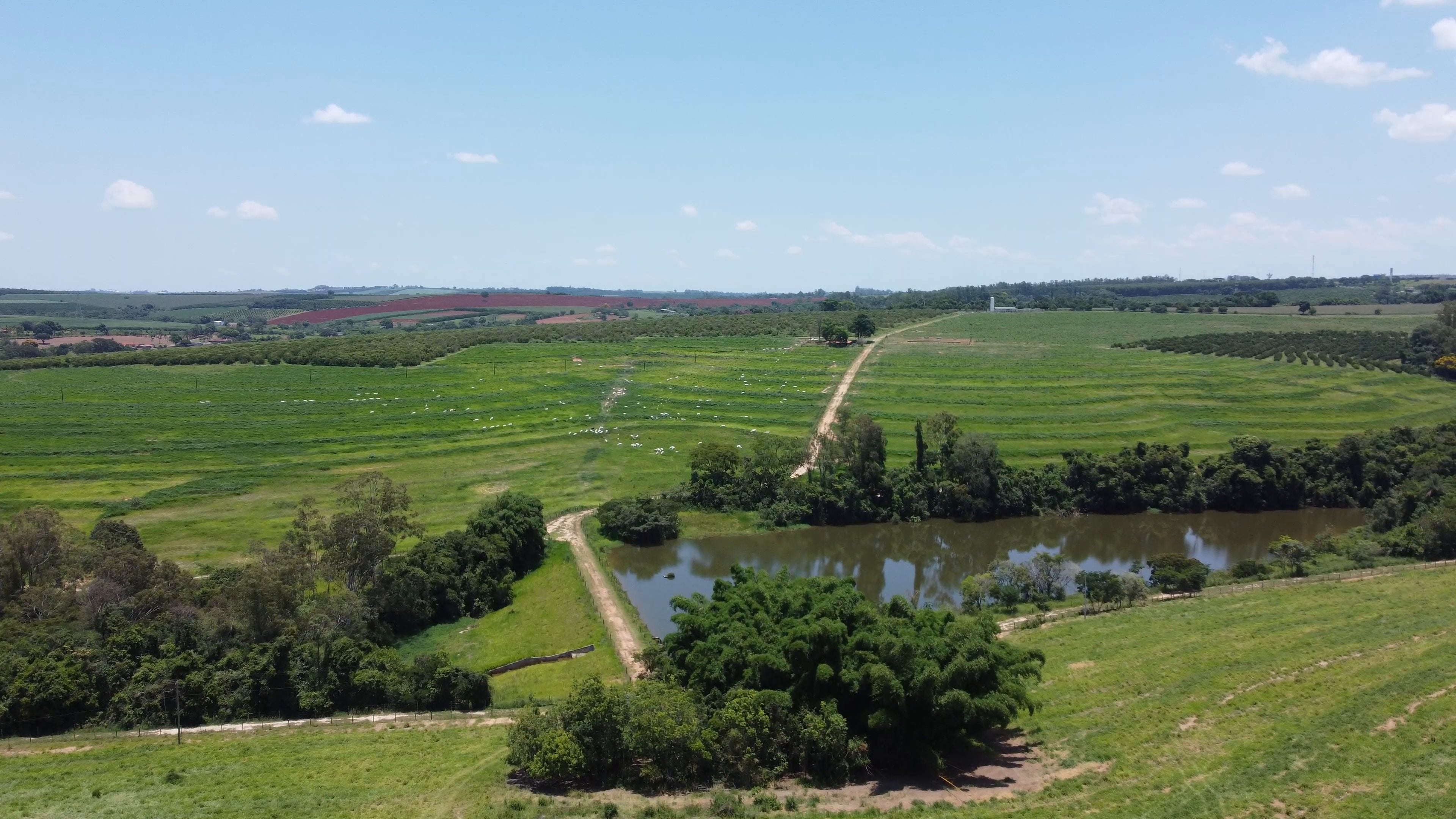 Vista aérea de um pasto verde em curvas de nível, com gado branco ao longe, um açude cercado de árvores, uma estrada de terra e touceiras de bambu, e pomares e terra vermelha ao fundo, sob céu azul.